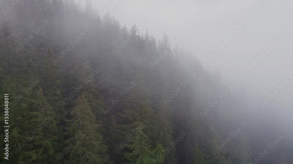 Aerial view of dense forest blanketed in thick mist, with towering evergreen trees partially obscured by fog. Mist creates mysterious atmosphere, while distant mountains barely emerge through haze. Aerial view of dense forest blanketed in thick mist, with towering evergreen trees partially obscured by fog. Mist creates mysterious atmosphere, while distant mountains barely emerge through haze.