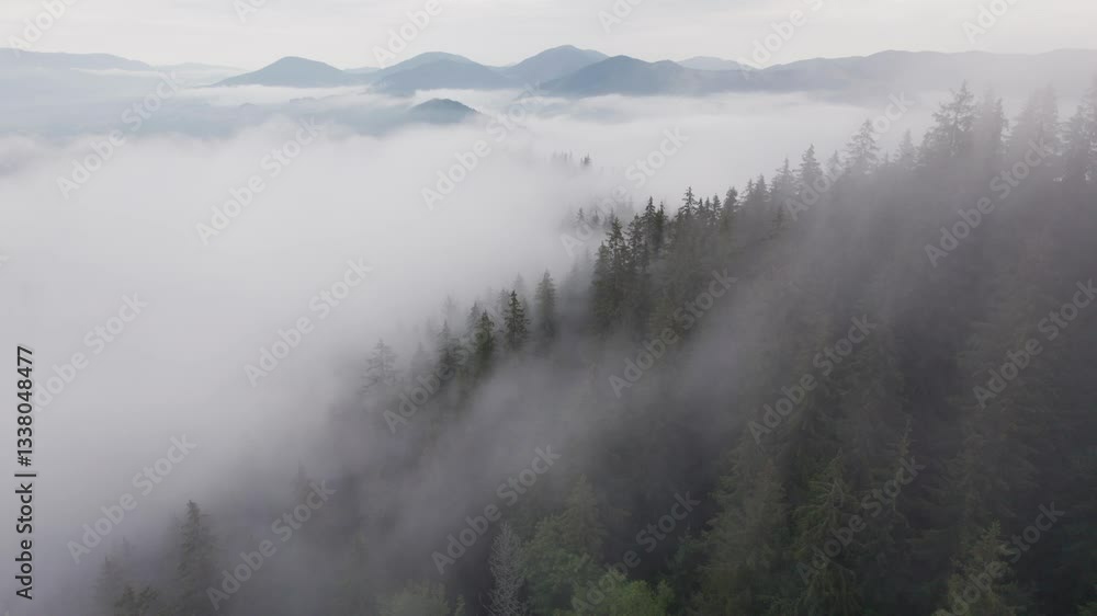 Aerial view of dense forest blanketed in thick mist, with towering evergreen trees partially obscured by fog. Mist creates mysterious atmosphere, while distant mountains barely emerge through haze. Aerial view of dense forest blanketed in thick mist, with towering evergreen trees partially obscured by fog. Mist creates mysterious atmosphere, while distant mountains barely emerge through haze.