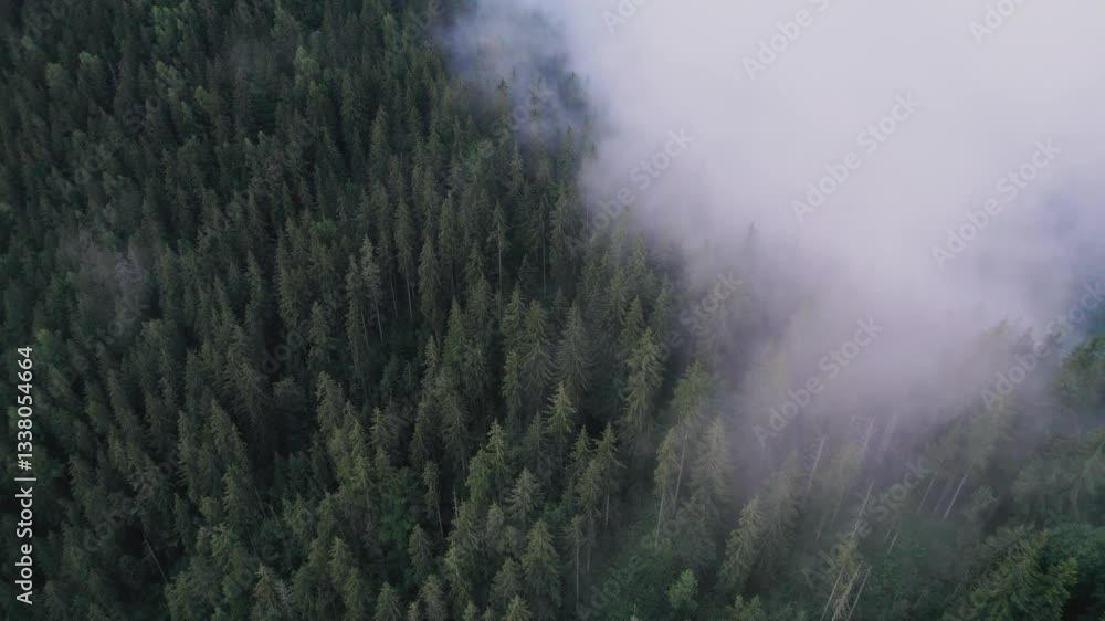 Misty morning in dense forest with tall evergreen trees partially obscured by fog. Mist creates mystical atmosphere, blending with rolling hills in background, giving serene and tranquil feel. Misty morning in dense forest with tall evergreen trees partially obscured by fog. Mist creates mystical atmosphere, blending with rolling hills in background, giving serene and tranquil feel.