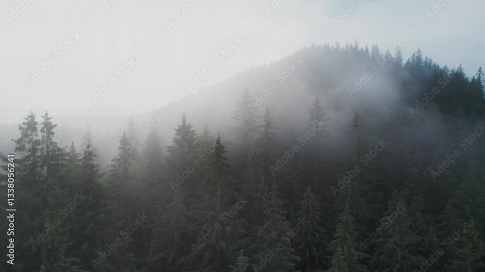 Misty morning in dense forest with tall evergreen trees partially obscured by fog. Mist creates mystical atmosphere, blending with rolling hills in background, giving serene and tranquil feel. Misty morning in dense forest with tall evergreen trees partially obscured by fog. Mist creates mystical atmosphere, blending with rolling hills in background, giving serene and tranquil feel.