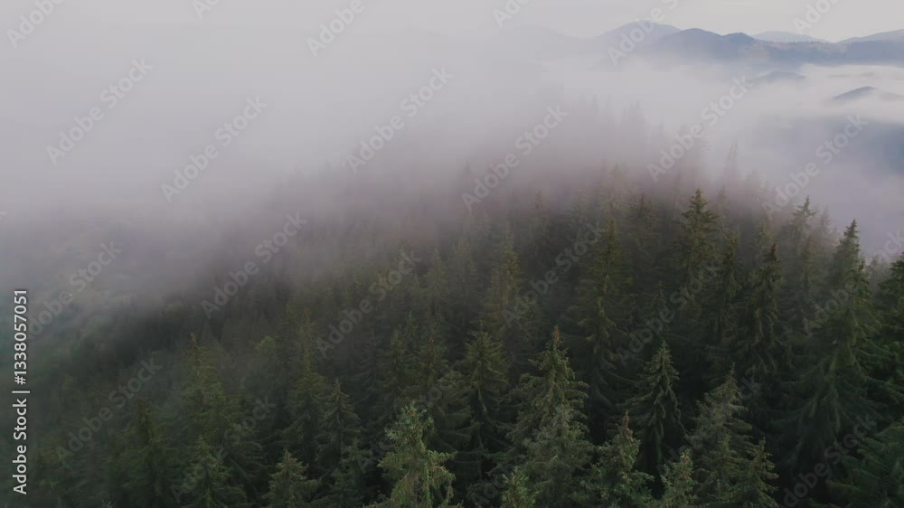 Misty morning in dense forest with tall evergreen trees partially obscured by fog. Mist creates mystical atmosphere, blending with rolling hills in background, giving serene and tranquil feel. Misty morning in dense forest with tall evergreen trees partially obscured by fog. Mist creates mystical atmosphere, blending with rolling hills in background, giving serene and tranquil feel.