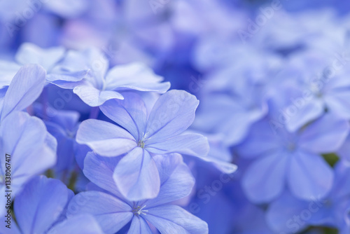 leadwort, blue moon photo