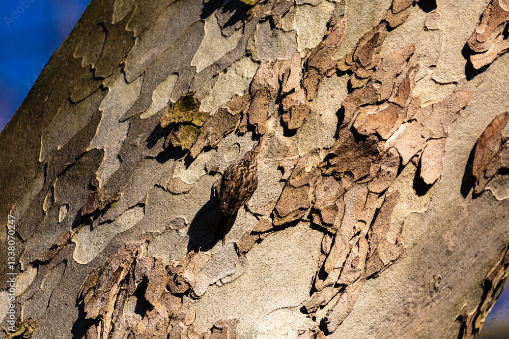 Small bird on tree bark