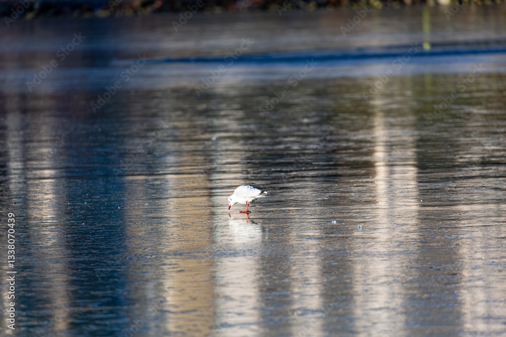Seagull stay on frozen lake