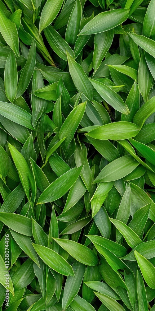 Fototapeta premium Closeup image of a lush green plant displaying vibrant leaves and rich natural texture