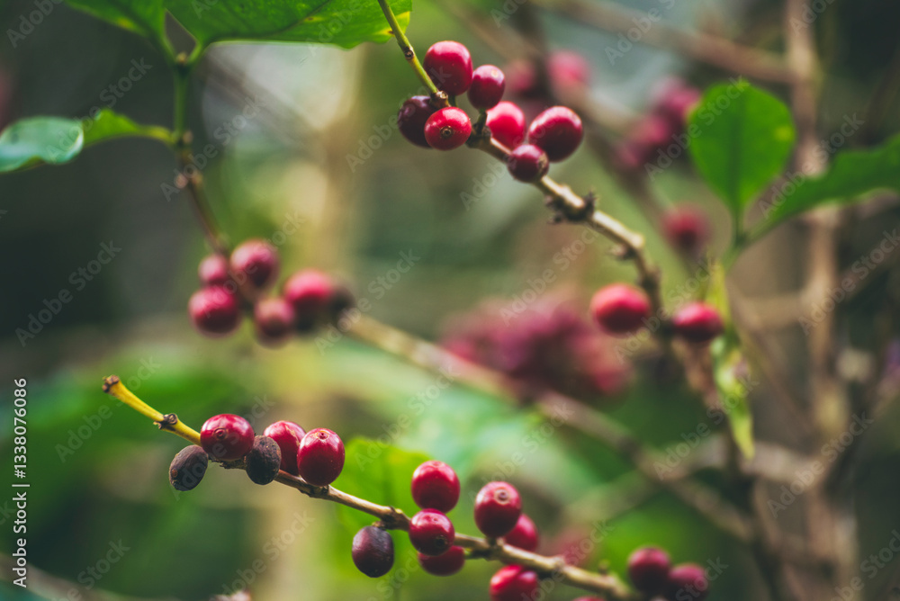 Ripe Red coffee bean berry plant fresh seed coffee tree growth in green eco organic farm. Close up red ripe seed robusta arabica berries harvest for coffee garden. Fresh coffee bean green leaf bush Ripe Red coffee bean berry plant fresh seed coffee tree growth in green eco organic farm. Close up red ripe seed robusta arabica berries harvest for coffee garden. Fresh coffee bean green leaf bush