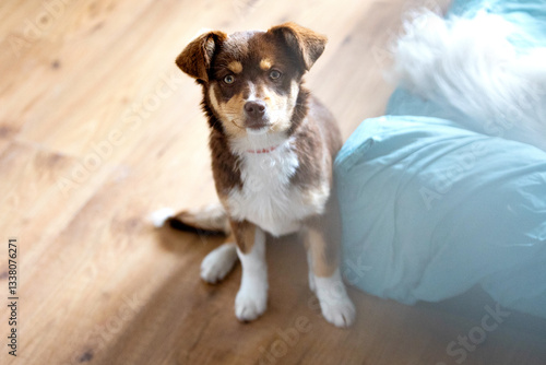 Tablou pe pânză Brown mutt mix breed puppy dog sitting in the room