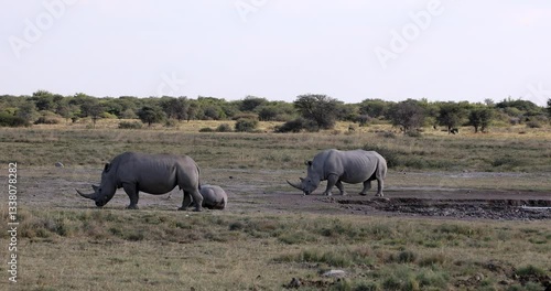 Majestic endangered White rhinoceros (Ceratotherium simum) roaming Khama Rhino Sanctuary, Botswana. African wildlife.