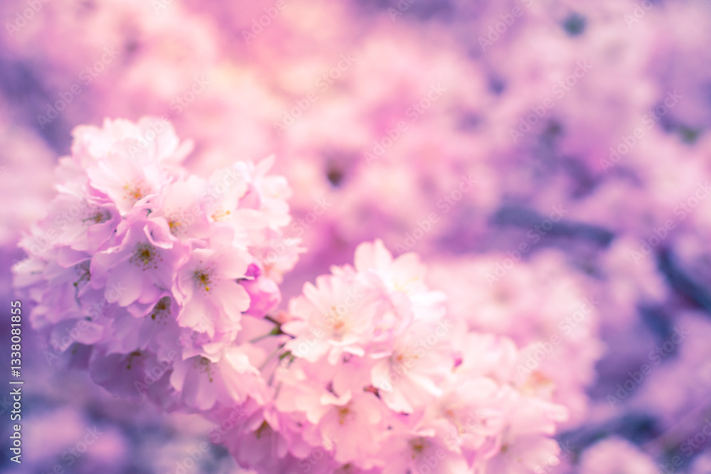 Blur pink cherry blossom branch, sakura flowers Blur pink cherry blossom branch, sakura flowers