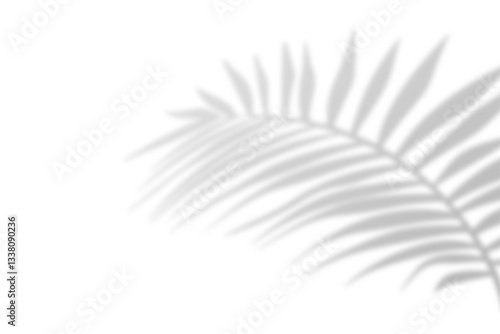  Realistic shadow from palm leaves isolated on a transparent background with copy space. Tropic concept with coconut leaf shadow. Vector illustration