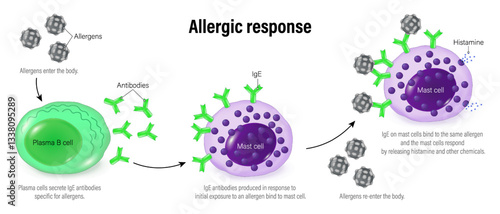 Allergic response. Allergic reaction. Mechanism of allergy. The human immune system.