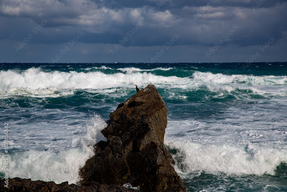 Obraz premium 奄美大島の海、漁を待つ海鵜