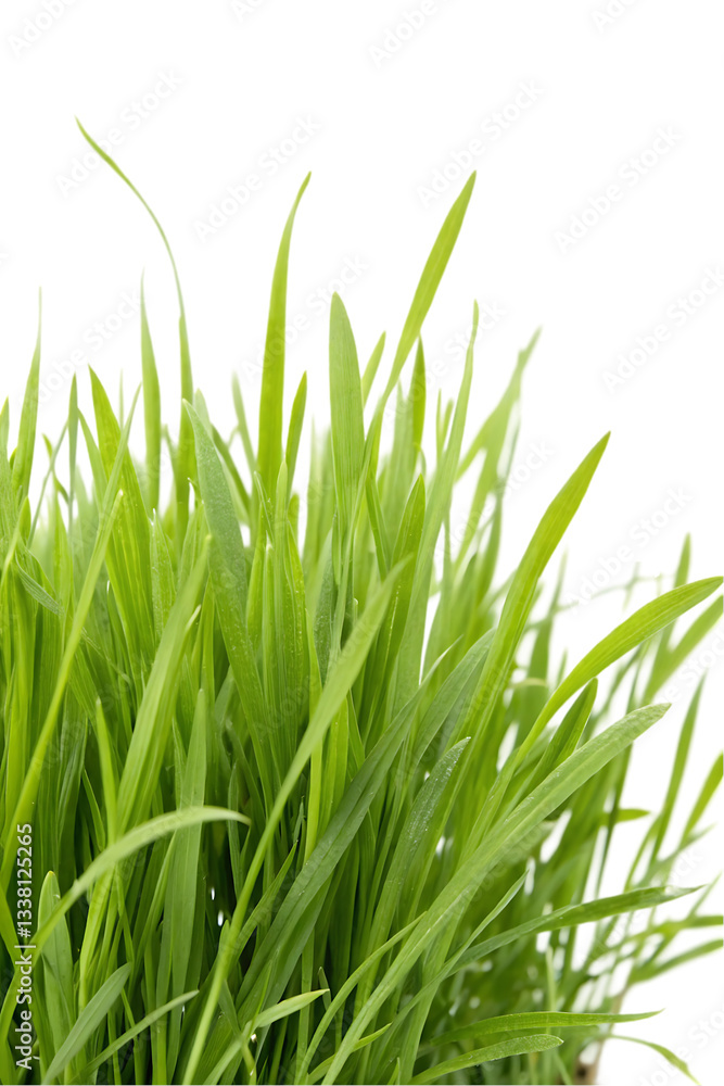 green wheatgrass on white green wheatgrass on white