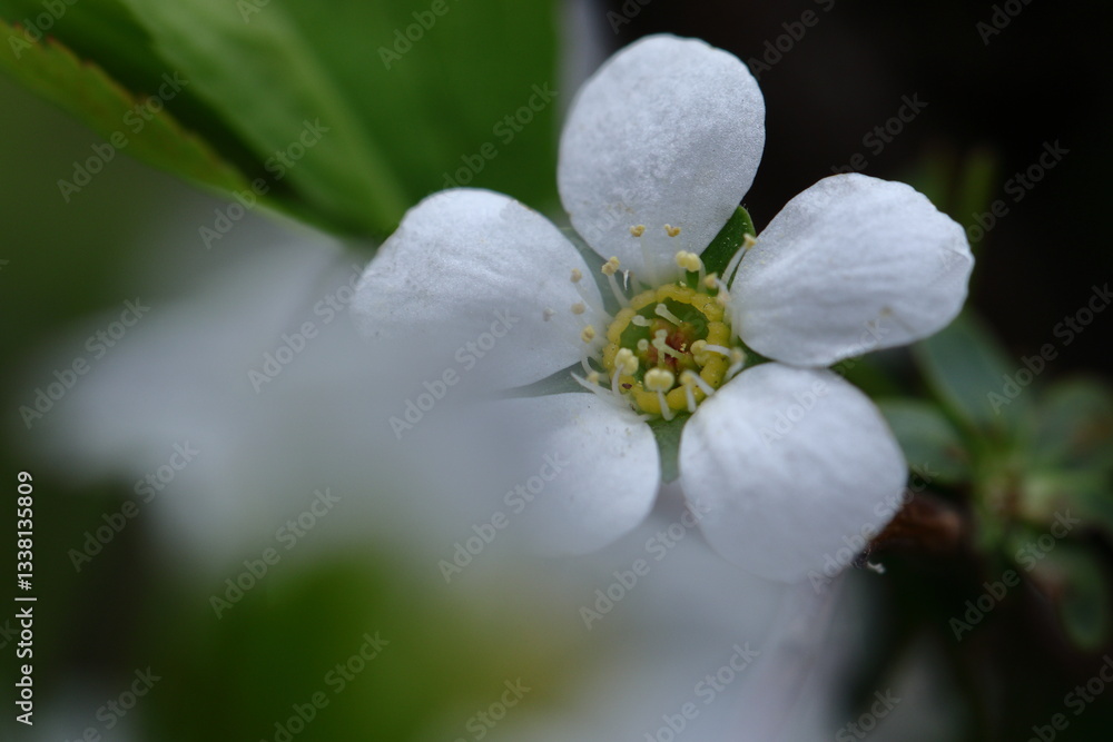 Obraz premium 枝が曲線を描く