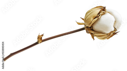 Cotton plant showing fluffy white boll on transparent background
