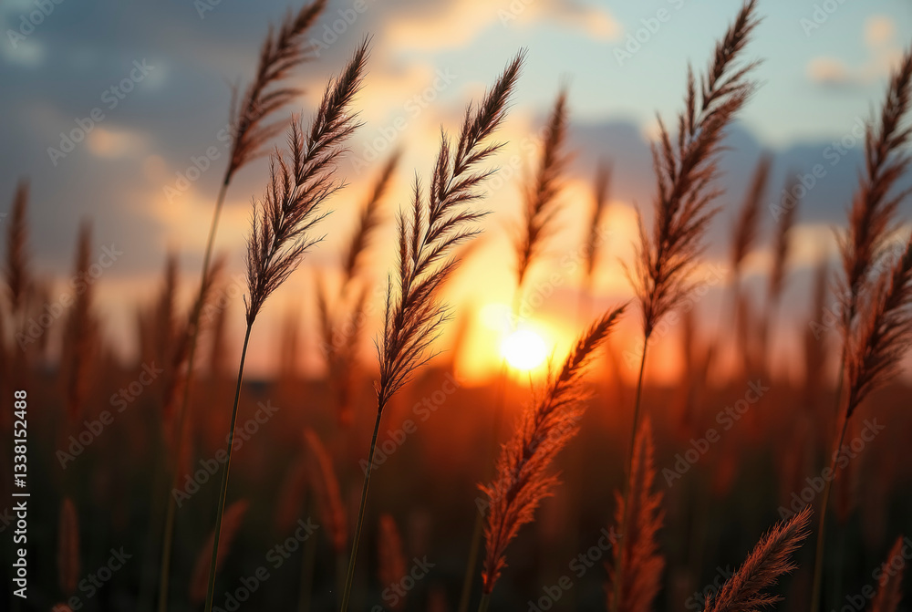 Golden sunset over meadow grasses, warm light illuminating field plants at dusk. Golden sunset over meadow grasses, warm light illuminating field plants at dusk.