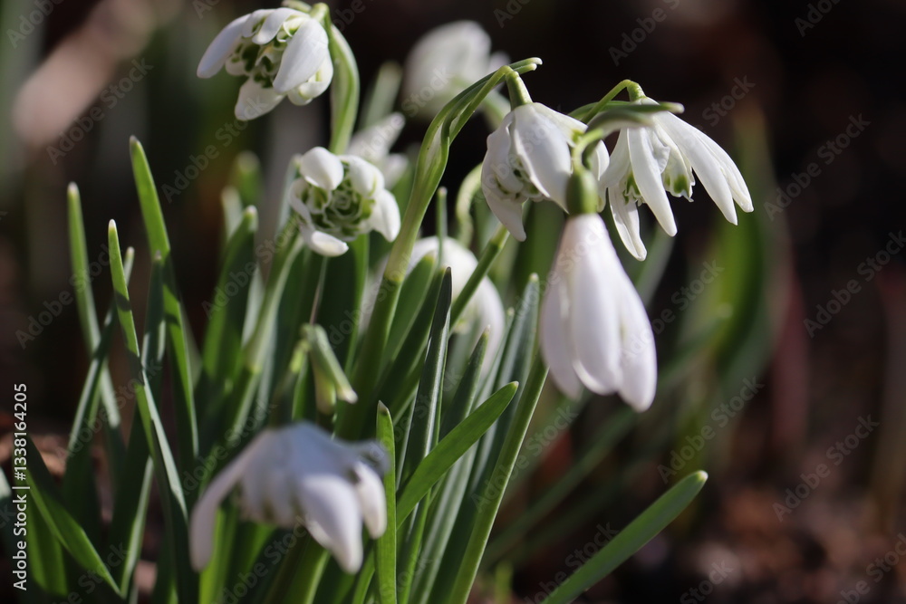 White flowers of Common snowdrop or Galanthus nivalis (cultivar Flore Pleno) in spring garden White flowers of Common snowdrop or Galanthus nivalis (cultivar Flore Pleno) in spring garden