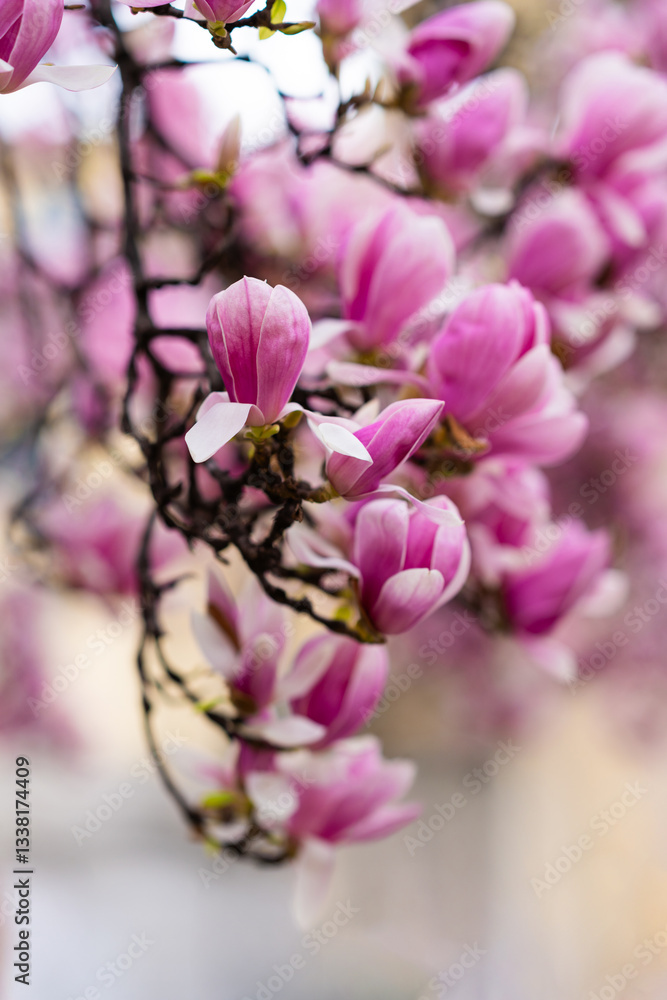Obraz premium Magnolia soulangeana, also known as Saucer or Chinese Magnolia. Vibrant pink flowers blossoms on tree branches in full bloom. Magnolia 'Heaven Scent' is Magnolia cultivar with pink flowers