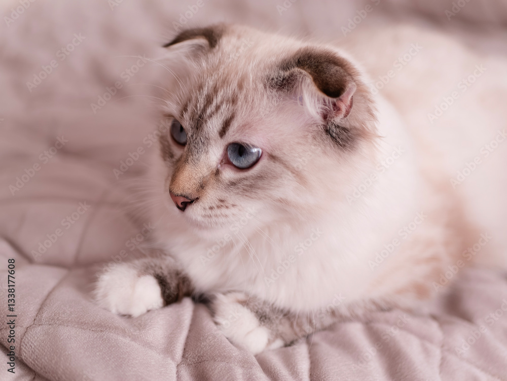 Fototapeta premium Gray relaxed cat with blue eyes, comfortably settled in a cozy home environment