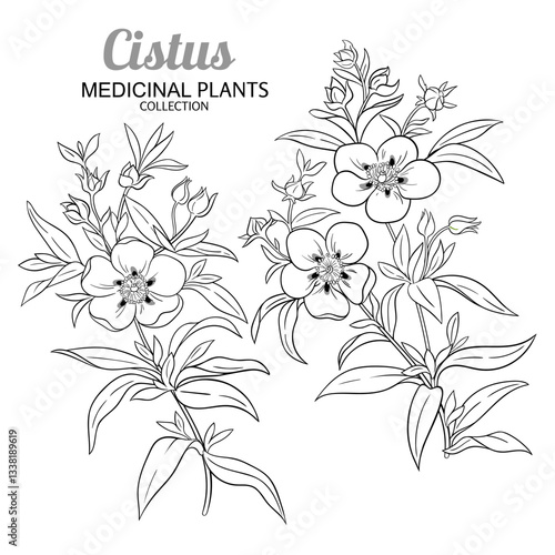 Cistus Plant with Flowers and Leaves Outline Illustration. Essential oil ingredient for cosmetics, spa, aromatherapy, health care, alternative medicine. Vector isolated for design or decoration.