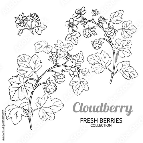 Cloudberry Plant with Flowers , Berries and Leaves Outline Illustration. Organic natural nutritional healthy food ingredient, vegetarian diet product. Vector isolated for design or decoration.