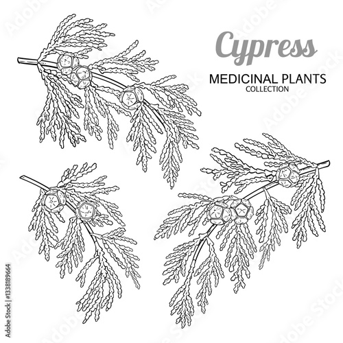 Cypress Branch with Cones and Leaves Outline Illustration. Essential oil ingredient for cosmetics, spa, aromatherapy, health care, alternative medicine. Vector isolated for design or decoration.