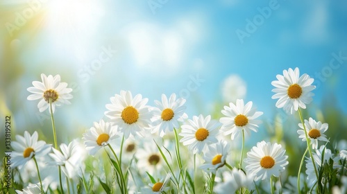 White daisy flowers bloom against a blue sky and bright sunlight. It evokes joy, perfect for spring or summer themed designs.