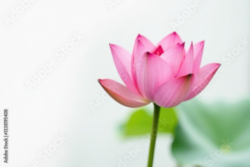 Wallpaper Mural Single lotus flower in isolation on white background, plant life, aquatic, petals Torontodigital.ca