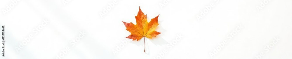 Single maple leaf against a bright white background, fall foliage, leaf Single maple leaf against a bright white background, fall foliage, leaf