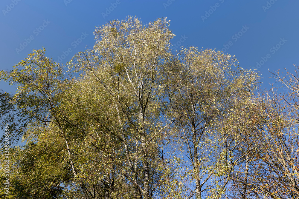 fallen leaves from trees in sunny autumn weather fallen leaves from trees in sunny autumn weather