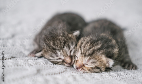 Two cute newborn kittens sleep sweetly cuddled up to each other