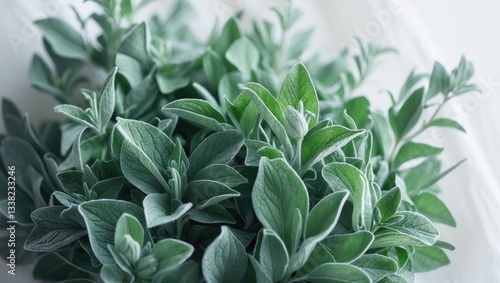 Fototapeta Naklejka Na Ścianę i Meble -  Fresh green velvet leaves bouquet of Salvia officinalis herb against a white background.