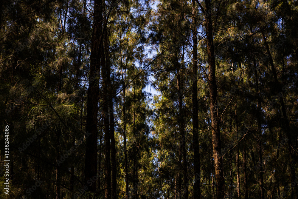 Obraz premium Pine Tree Trunks In Forest