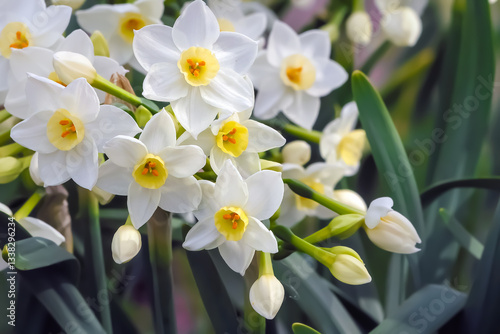 水仙の花(Narcissus)