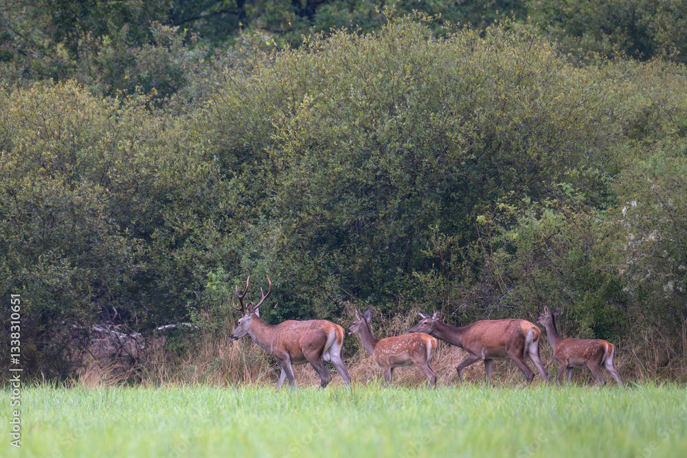 Fototapeta premium Red deer stag, doe and fawns walking on the edge of a plain. Cervus elaphus, Sologne, Loiret 45, région Centre Val de Loire, France, European Union, Europe