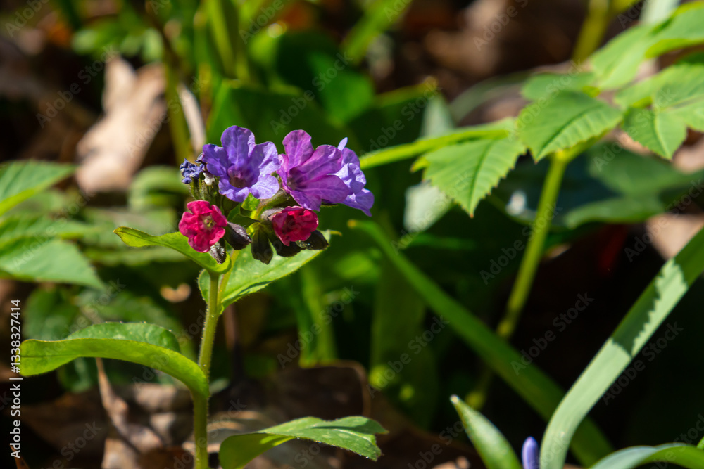 Vivid and bright pulmonaria flowers on green leaves background close up Vivid and bright pulmonaria flowers on green leaves background close up