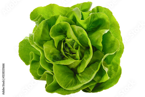 Принти на полотні Overhead view of fresh and crispy butterhead lettuce isolated on white backgroun