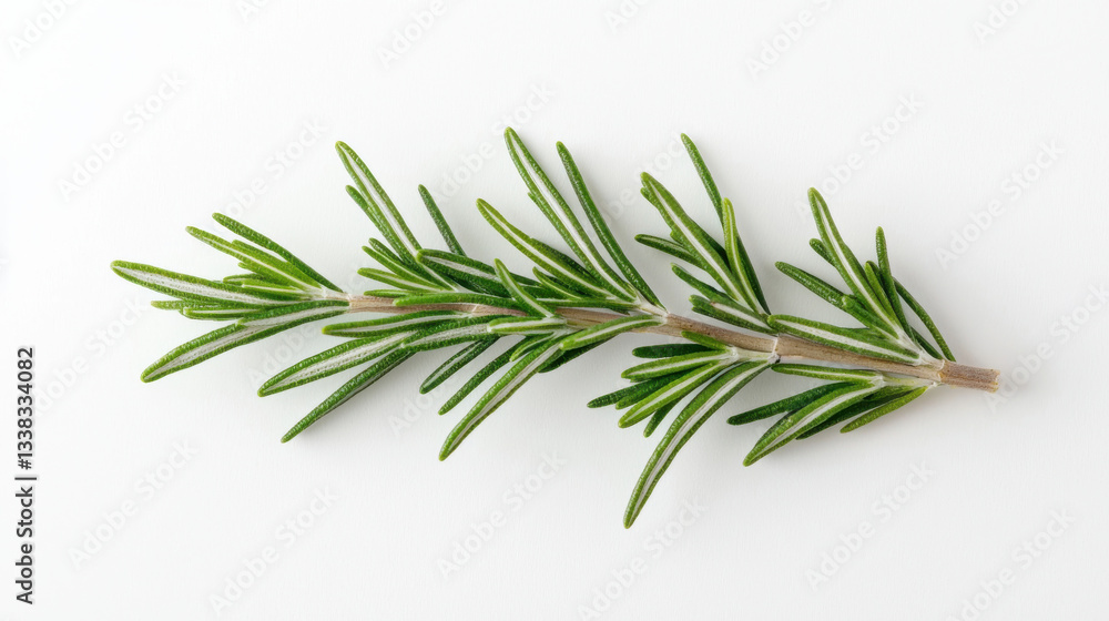 Fototapeta premium Fresh green rosemary herb on a white background, perfect for culinary presentations. isolated on white background.