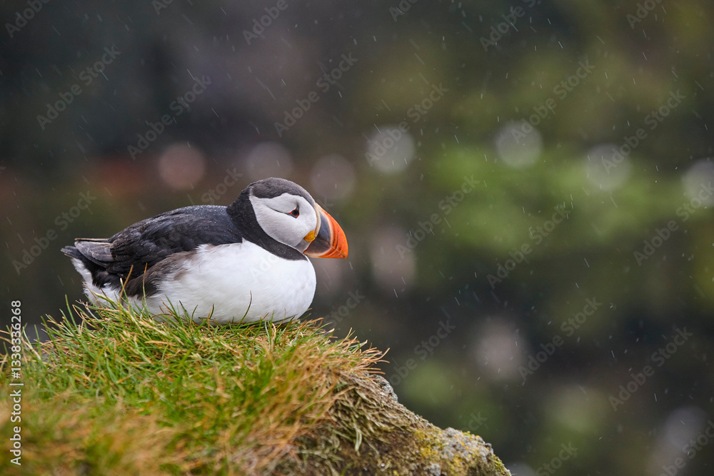 Puffin on a fjord under the rain. Latrabjarg Peninsula. Iceland