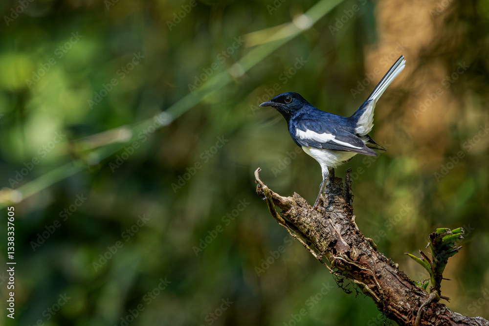 Obraz premium Oriental magpie-robin sitting on branch, Old magazine house, Ganeshgudi, Dandeli, Karnataka, Western Ghats