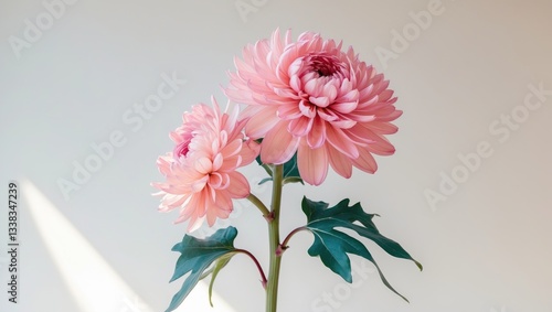 Light pink-dyed Chrysanthemum branch against a white backdrop. The soft, pastel petals form a delicate and graceful floral arrangement, perfect for infusing elegance into any environment.
