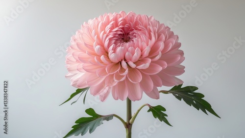 Light pink-dyed Chrysanthemum branch set against a white background. The soft, pastel petals form a delicate and elegant floral arrangement, perfect for enhancing the sophistication of any environm...