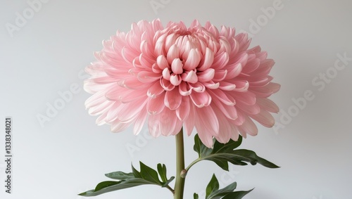 Light pink Chrysanthemum branch on a white background. The soft, pastel petals form a delicate and graceful floral arrangement, perfect for adding an elegant touch to any environment.