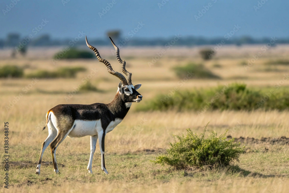 Fototapeta premium indian black buck antelope standing isolated over