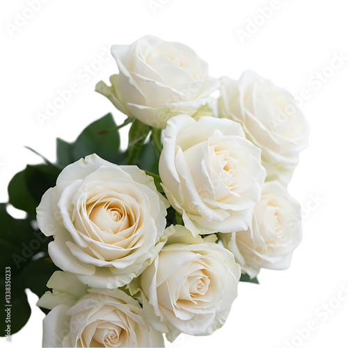 Wallpaper Mural White Roses Bouquet: Elegant Flowers on Transparent  background Torontodigital.ca
