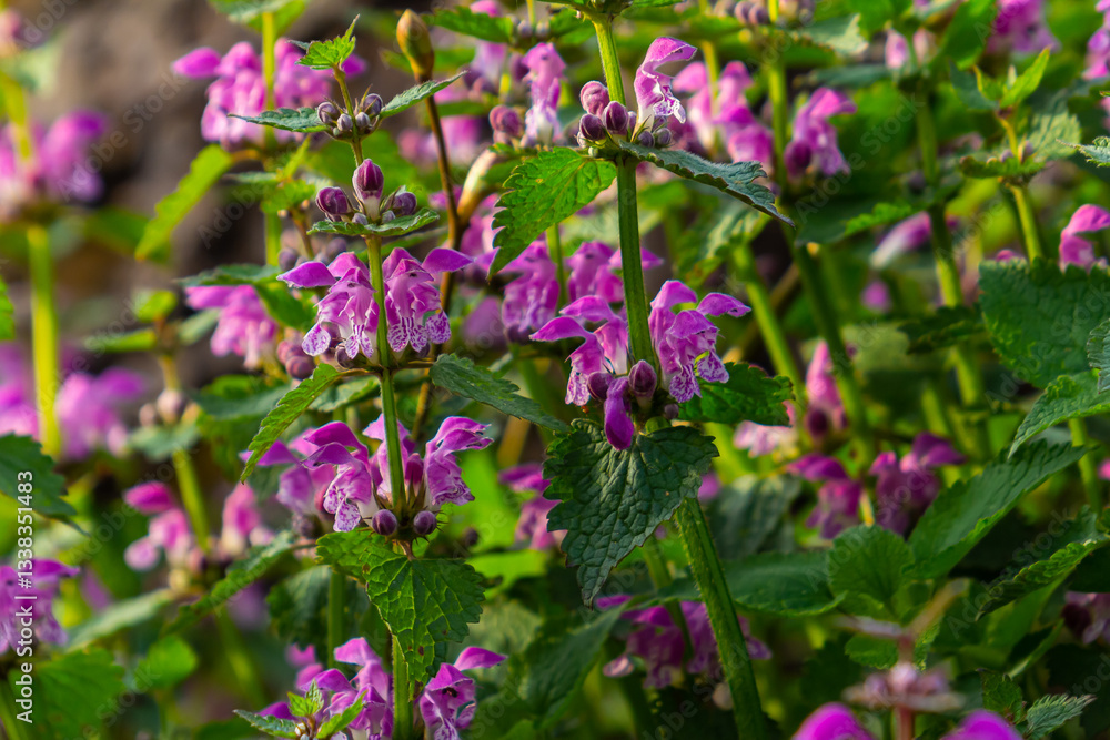 Pink flowers of spotted dead-nettle Lamium maculatum. Medicinal plants in the garden Pink flowers of spotted dead-nettle Lamium maculatum. Medicinal plants in the garden