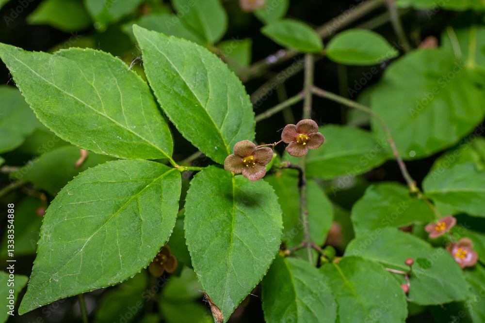 Little flowers of Euonymus verrucosus or spindle tree Little flowers of Euonymus verrucosus or spindle tree
