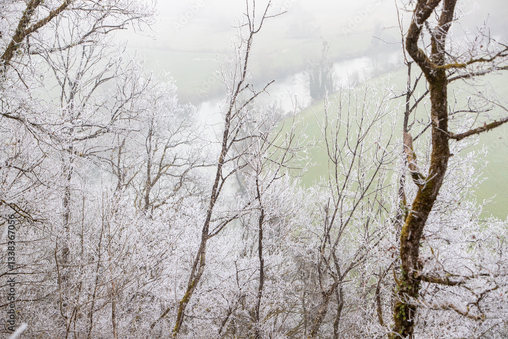 Obraz premium Scène hivernale d'une forêt endormie avec un brouillard épais, une faible lumière, un peu de neige, des branches et des feuilles givrées. Paysage hivernal de grand froid.