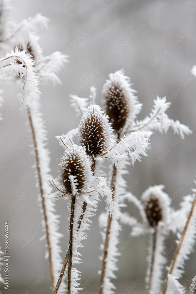 Dipsacus (chardon) recouvert de givre et de neige sur fond gris, lors d'une journée hivernale enneigée. Plante sauvage facilement identifiables à sa grande tige et à leurs feuilles piquantes. Dipsacus (chardon) recouvert de givre et de neige sur fond gris, lors d'une journée hivernale enneigée. Plante sauvage facilement identifiables à sa grande tige et à leurs feuilles piquantes.