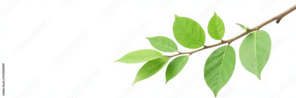Single branch with leaves on white background, natural, branches, white Single branch with leaves on white background, natural, branches, white